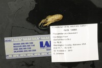 Procambarus clemmeri image